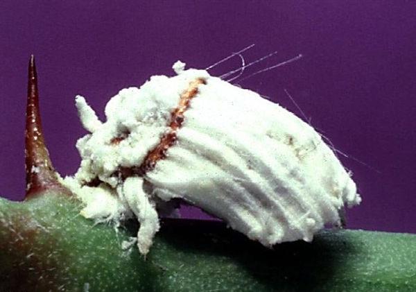 Cocciniglia cotonosa degli agrumi - Icerya purchasi Mask.