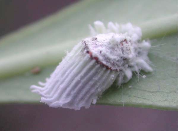 Cocciniglia cotonosa degli agrumi - Icerya purchasi Mask.