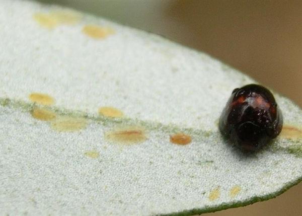 Neanidi di cocciniglia cotonosa e predatore