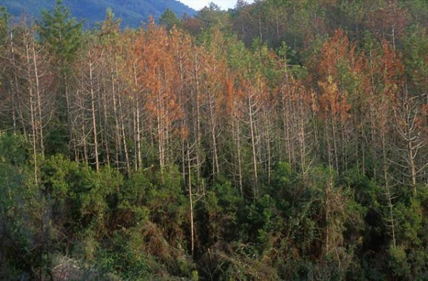 Cocciniglia del pino marittimo