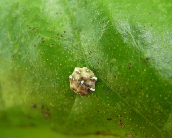 Cocciniglia elmetto degli agrumi