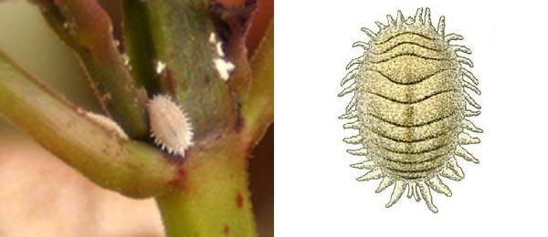 Cocciniglia farinosa o cotonello degli agrumi 