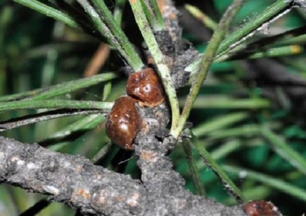 Cocciniglia tartaruga - Toumeyella parvicornis 