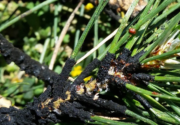 Cocciniglia tartaruga - Toumeyella parvicornis 