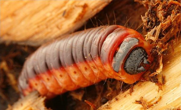 Larva di Rodilegno rosso - Cossus cossus