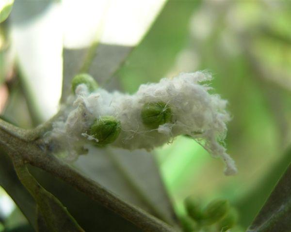 Cotonello dell'olivo