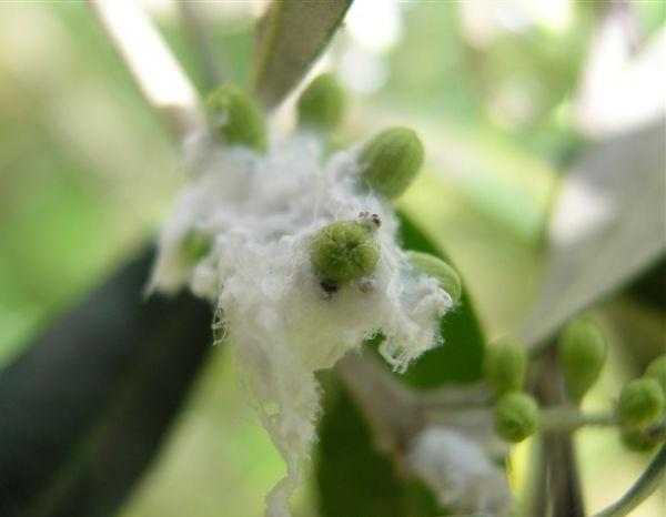 Cotonello dell'olivo