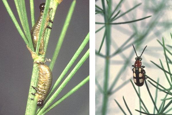 Criocera dell'asparago