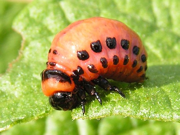 Larva di Dorifora della patata