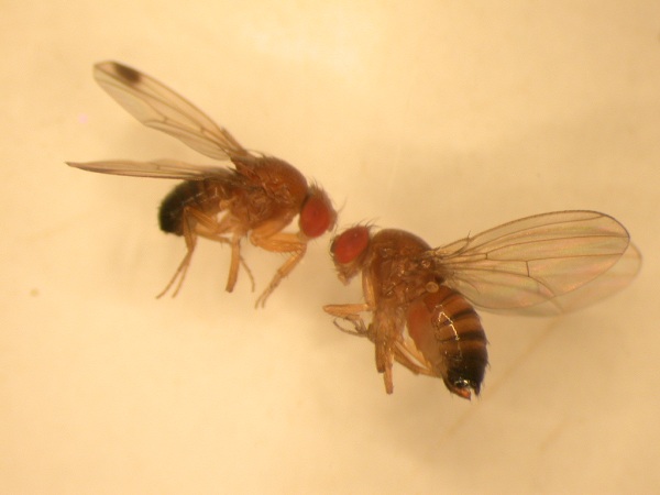 Drosophila suzukii Matsumura