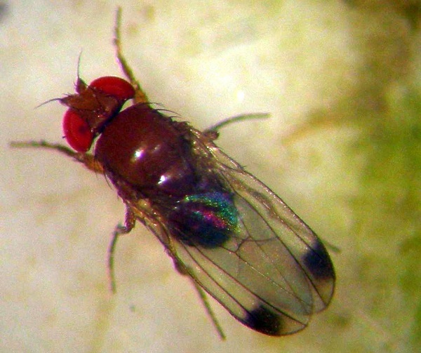 Drosophila suzukii