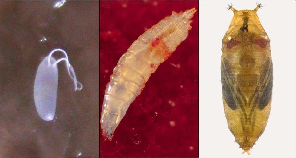 Drosophila suzukii Matsumura