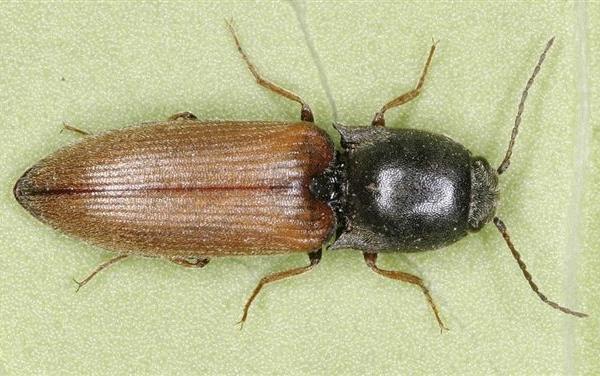 Agriotes ustulatus