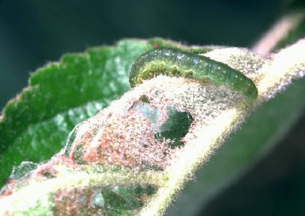 Larva di Eulia - Argyrotaenia pulchellana Haw.