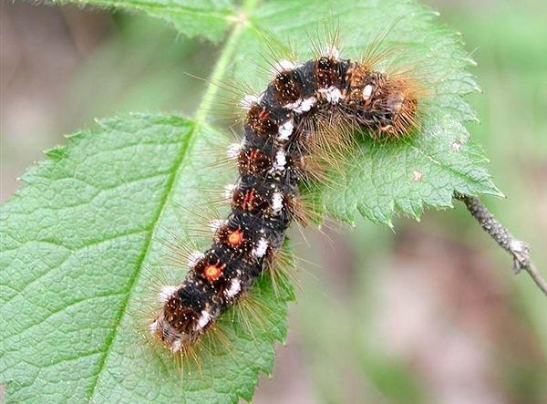 Larva di Euprottide - Euproctis chrysorrhoea L.