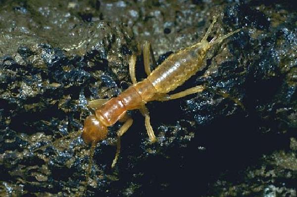 Grylloblatta campodeiformis