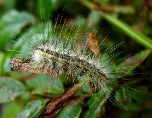 Larva di Ifantria americana