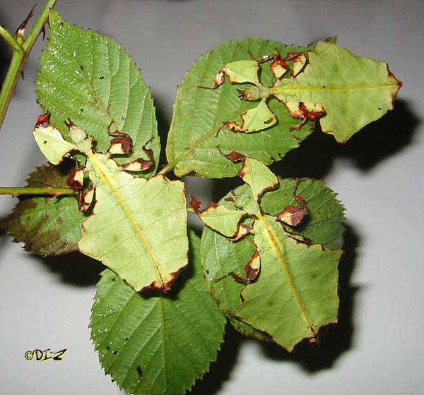 Insetto foglia Phyllium giganteum