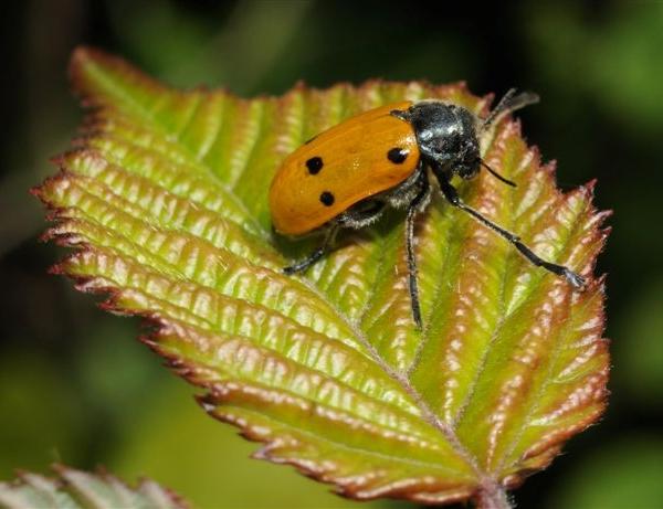 Lacnea dai sei punti - Lachnaea sex-punctata Scop.