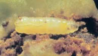 Larva di Mosca dell'Olivo