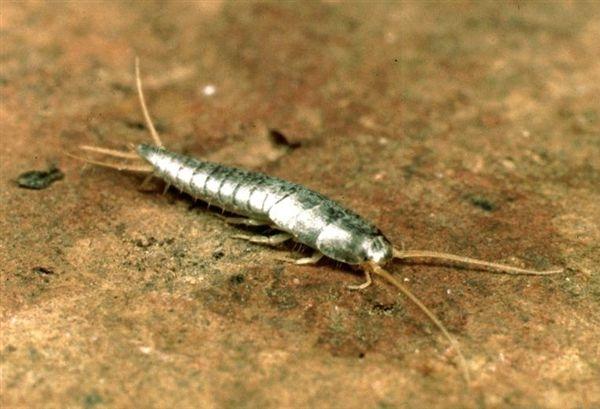 Pesciolino d'argento - Lepisma saccharina L.