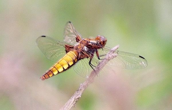 Libellula depressa