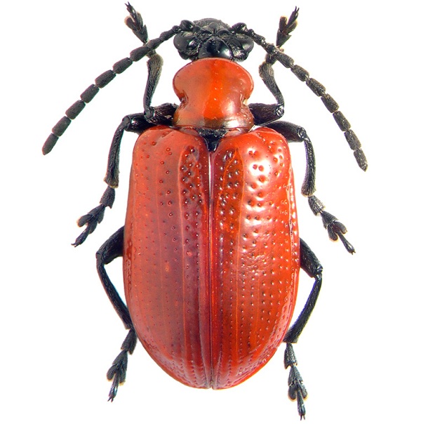 Criocera del giglio