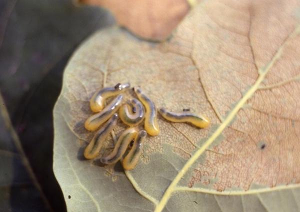 Larve di Limaccina della quercia