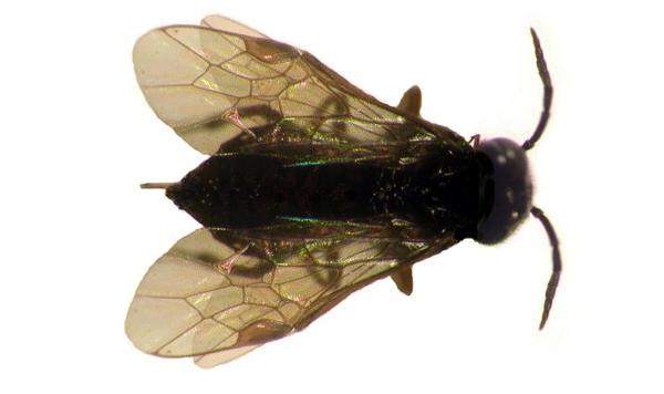 Adulto di Limacina - Caliroa limacina Retz. 