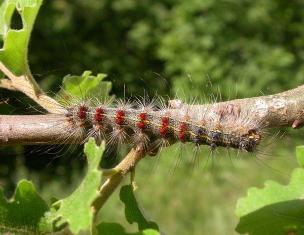 Larva di Limantria o bombice dispari - Lymantria dispar L.