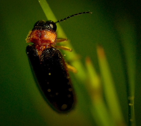 Larva di lucciola