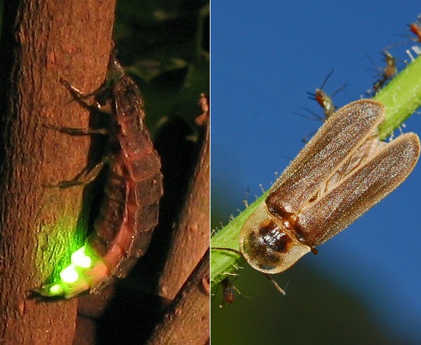 Larva di lucciola