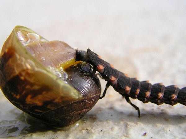 Larva di lucciola