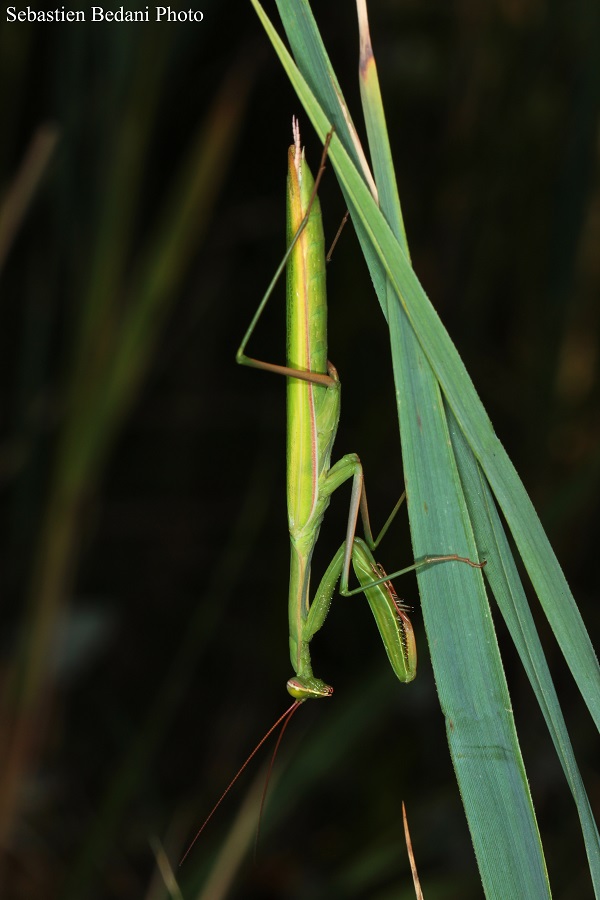 Mantide religiosa