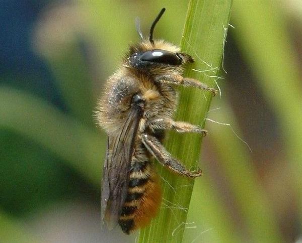 Megachile delle rose