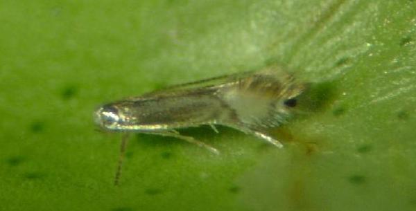 Adulto di Minatrice serpentina - Phyllocnistis citrella Stainton