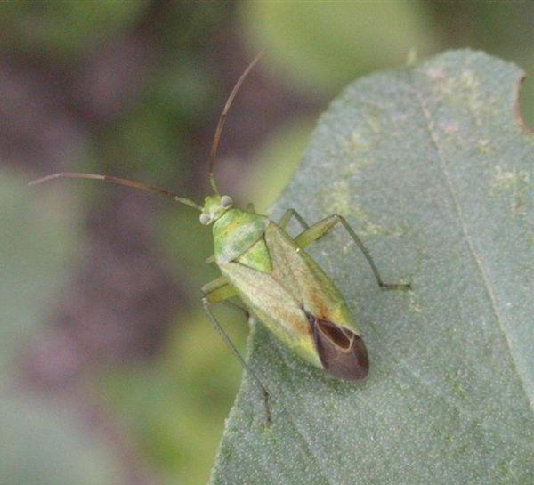 Calocoris norvegicus