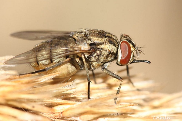 Mosca cavallina