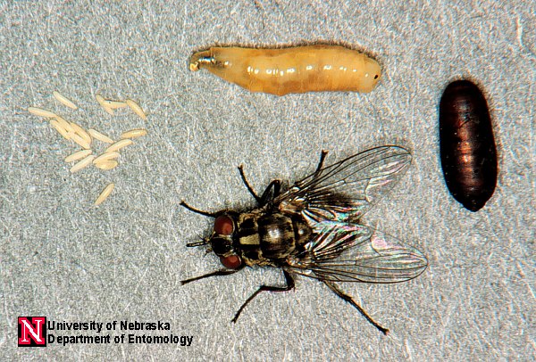 Mosca cavallina