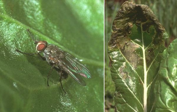 Mosca della bietola