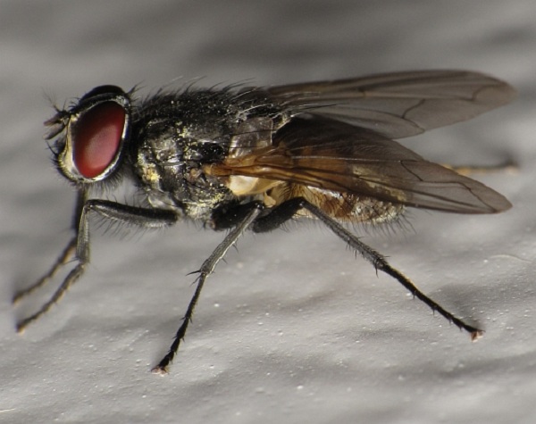 Mosca domestica