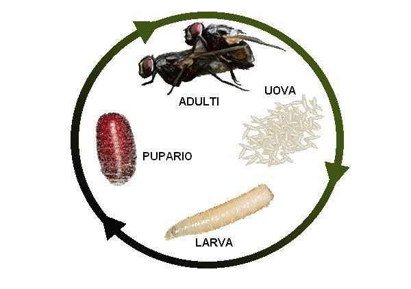 Mosca domestica - Musca domestica L.