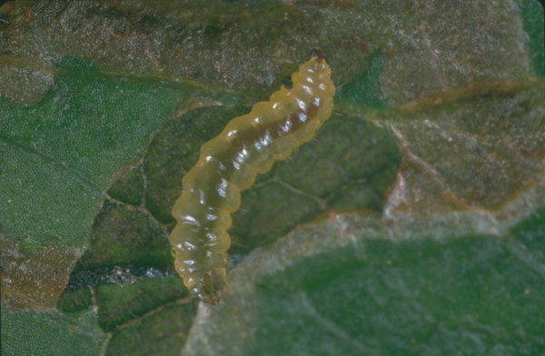 Larva di Nepticula su una foglia di melo