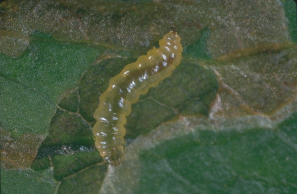 Larva di Nepticula su una foglia di melo