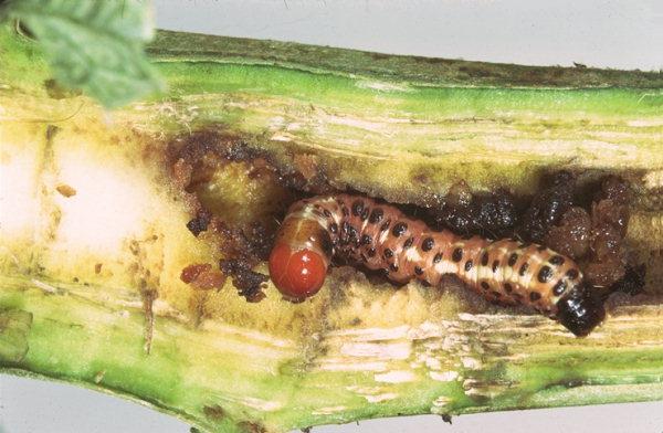 Larva di nottua del carciofo