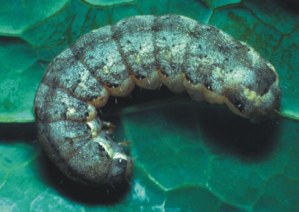 Larva di Nottua del cavolfiore - Mamestra brassicae L.