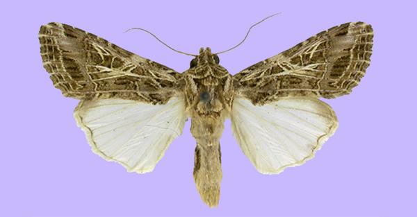 Adulto di Nottua del cotone - Spodoptera littoralis (Boisduval) 