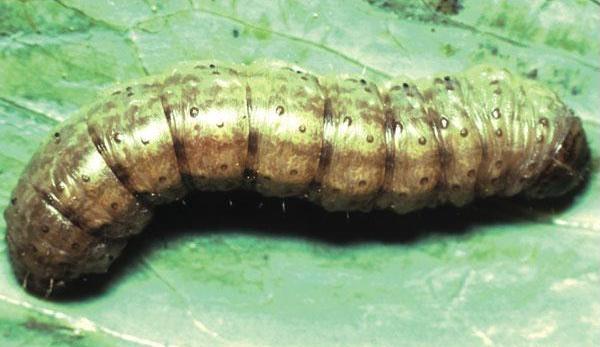 Larva di Nottua delle messi