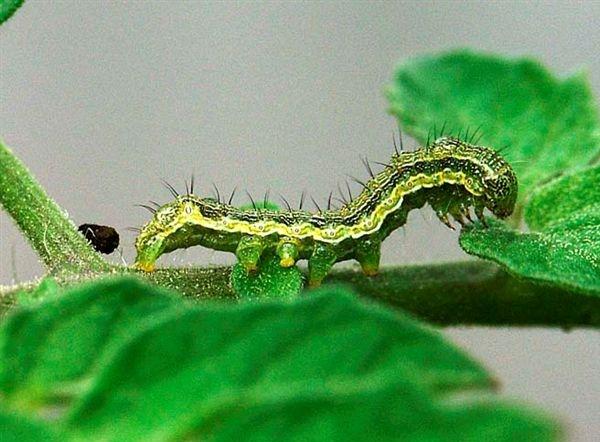 Larva di Nottua gialla del pomodro