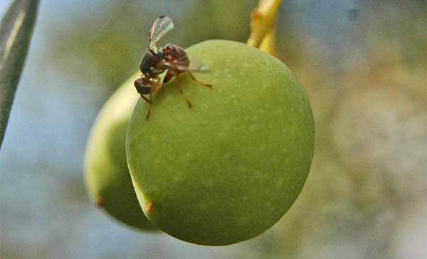 La Mosca mentre ovidepone le sue uova nell'oliva